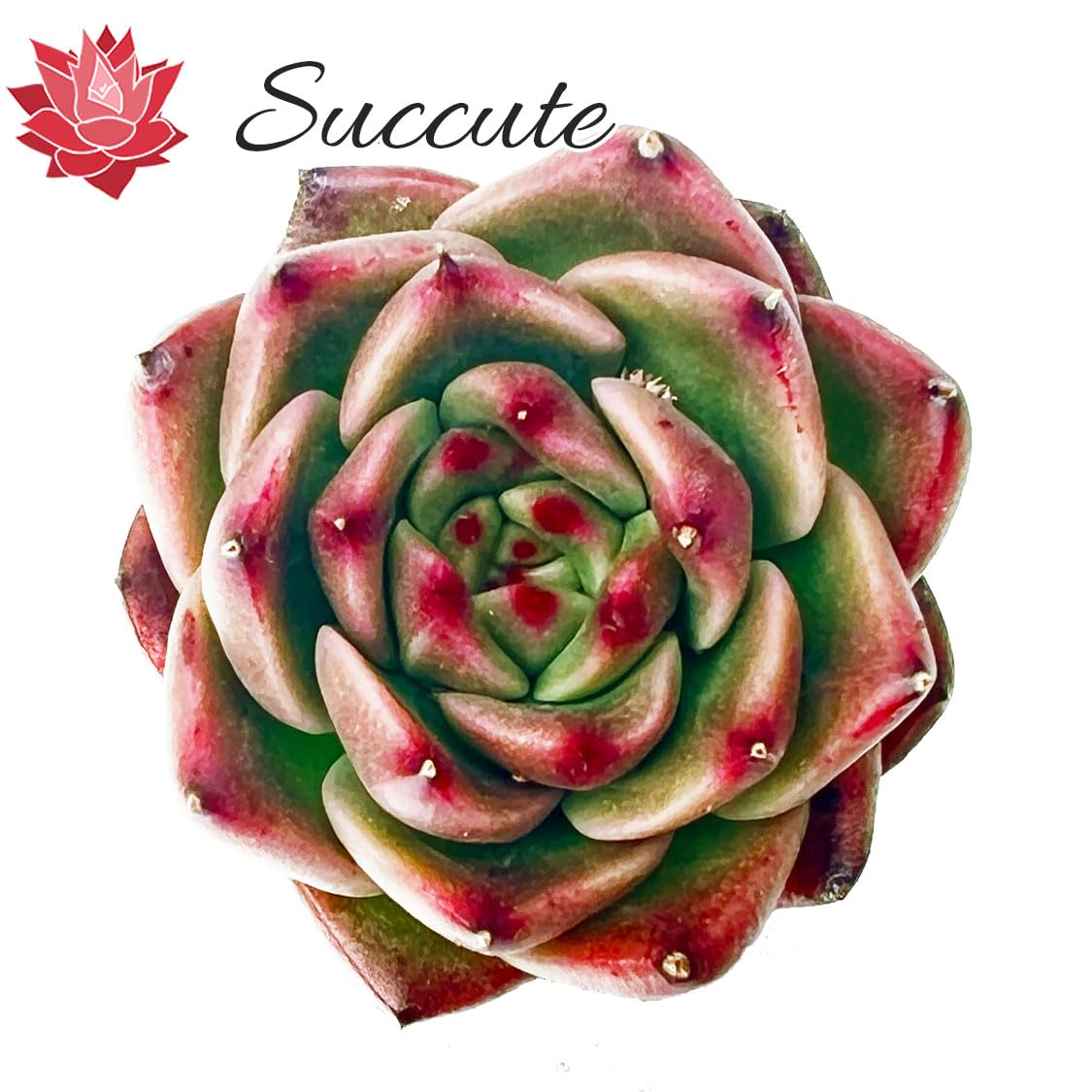 Amazon.co.jp: 【Succute】エケベリア 多肉植物 韓国カット苗（発根