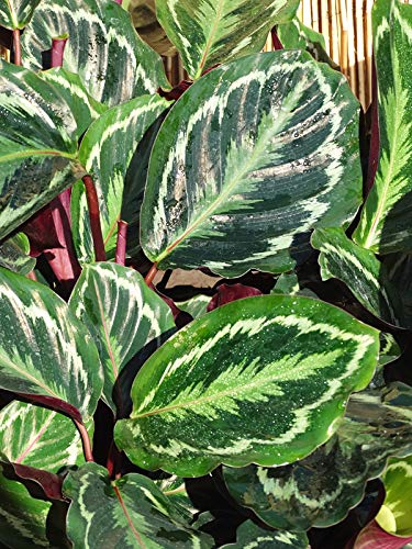 Calathea Medallion - Live Plant In A 4 Inch Pot - Calathea Roseopicta - Beautiful Easy To Grow Air Purifying Indoor Plant #TOP2