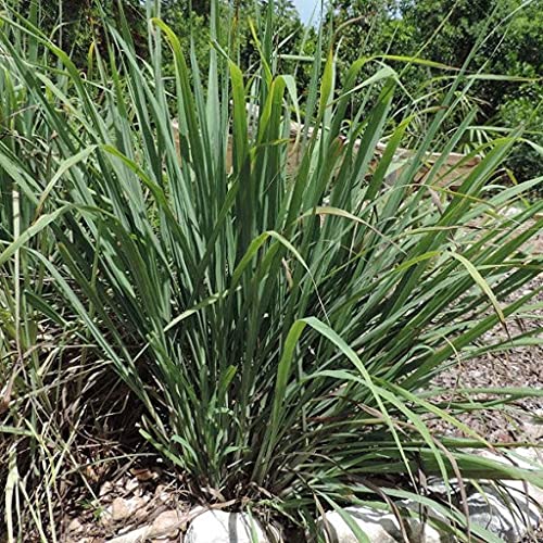 45 x Cymbopogon Flexuosus Lemongrass Plant Seeds : Seeds Only