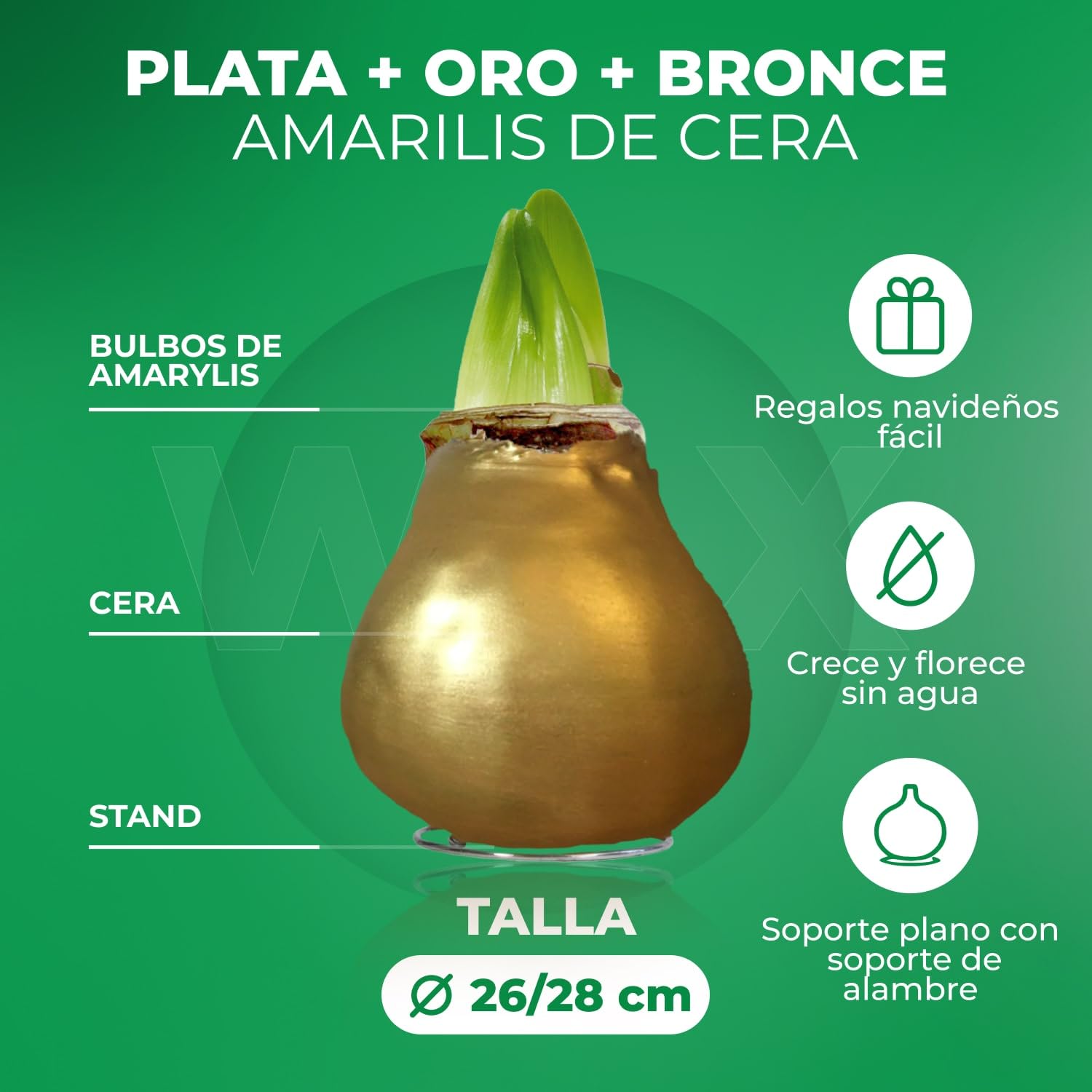 Colección de bulbos de amarilis de cera en plata, oro y bronce;