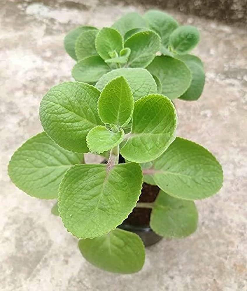 Kalfo Real Ajwain Live Plant | Medicinal Ayurvedic Herb Trachyspermum Ajwain Mexican Mint for Home & Kitchen Garden | Carom Seeds Plant (Omam Plant) with Gro Pot | Easy to Grow Indoor Outdoor