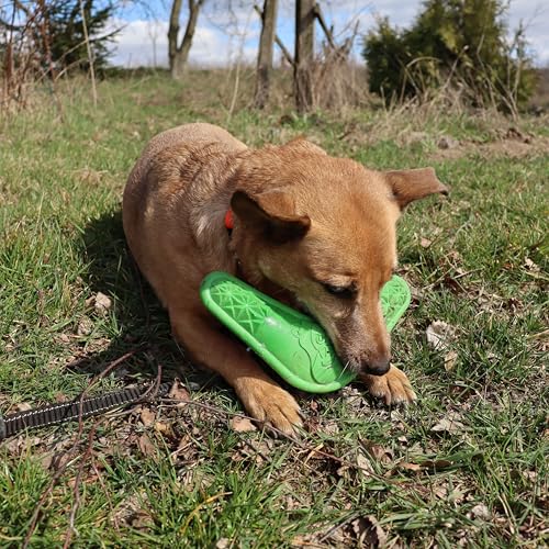 Dingo Hundespielzeug aus Hart Gummi TPR Boomerang 23 cm 17395