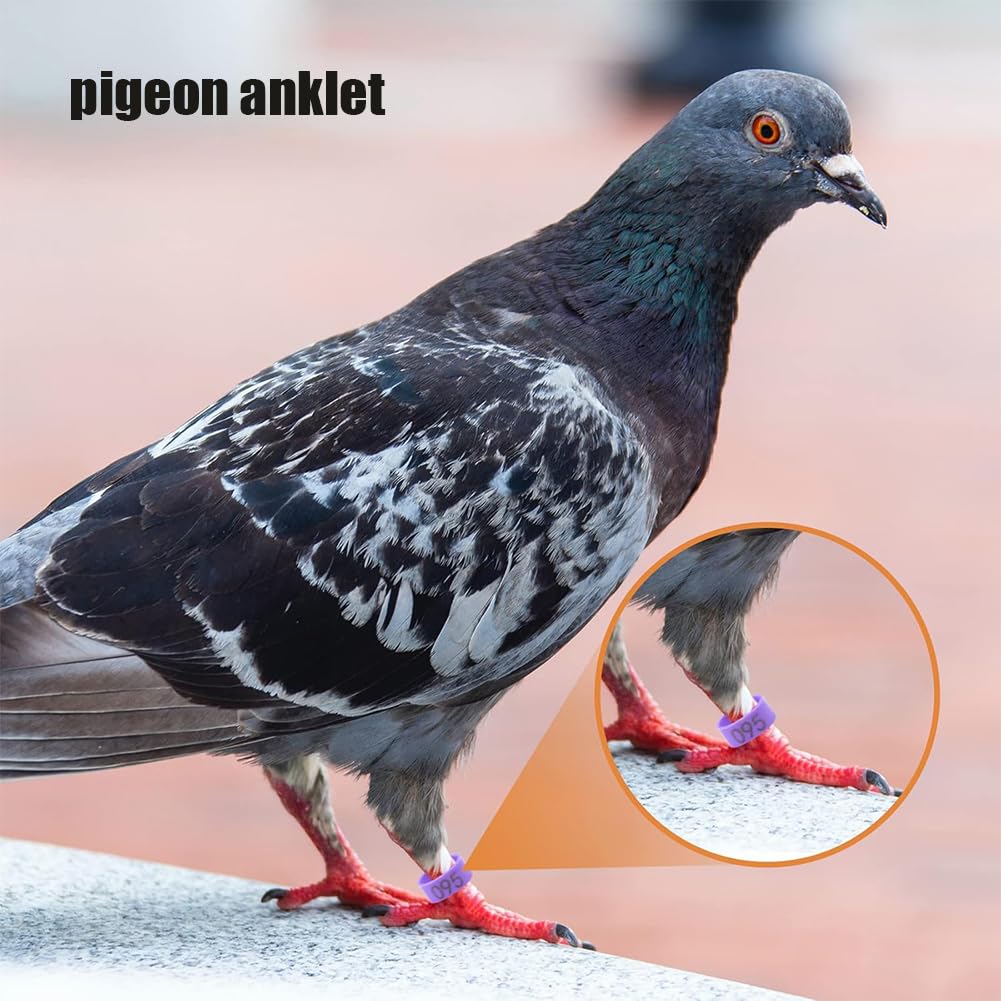 Amazon.co.jp: 100/200 個鶏鳩アンクレット七面鳥の足ストラップ番号鳥