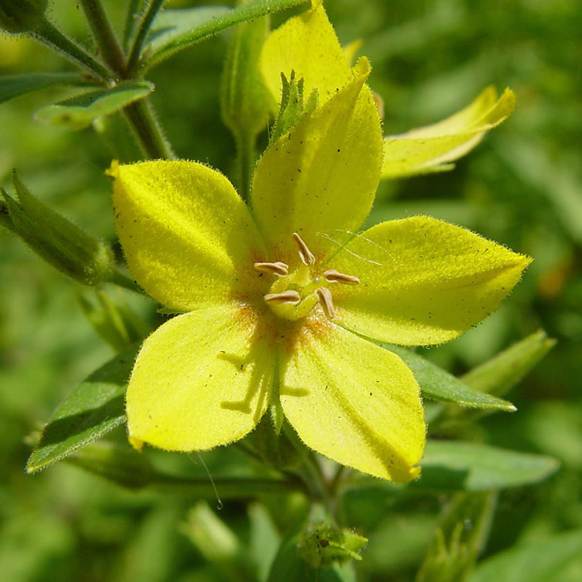 6 x Lysimaque ponctuée 'Alexander' - Lysimachia Punctata 'Alexander' - Godet 9x9 cm, Fleurs Jaunes Lumineuses, Feuillage Panaché