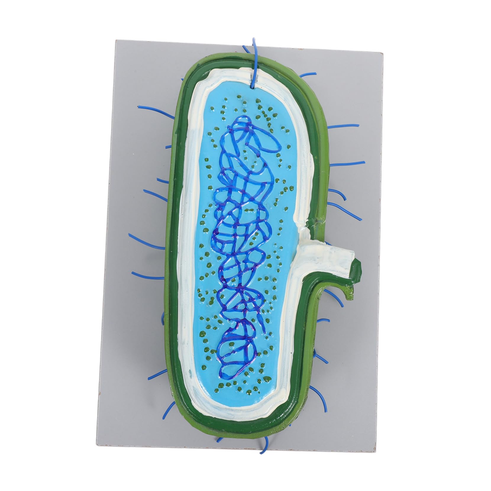 Detailliertes Zellkernmodell mit Realistischen Organellen Robustes Wissenschaftsmodell für Biologieunterricht Interaktives Lehrmittel für Schüler und Klassenzimmer Demonstrationen