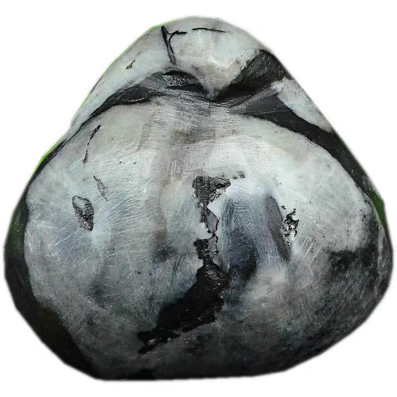 Rare Prehistoric Jurassic Period Invertebrate Stringocephalus Fossil