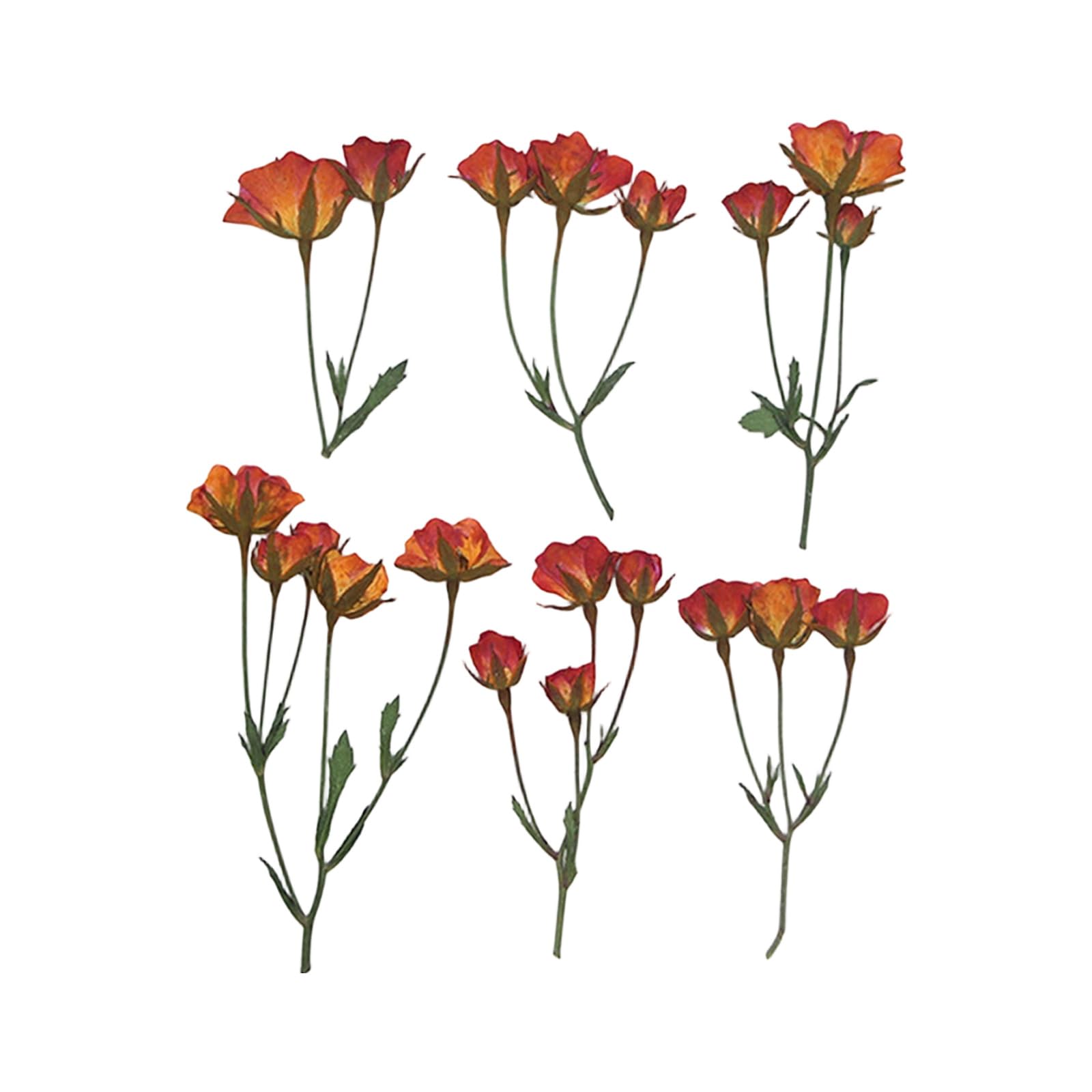 Oxxggkao 36Pcs Dried Flower Stems Pressed Plant Specimens for Home Decoration Romantics Table Centerpieces Dried Flower Arrangement