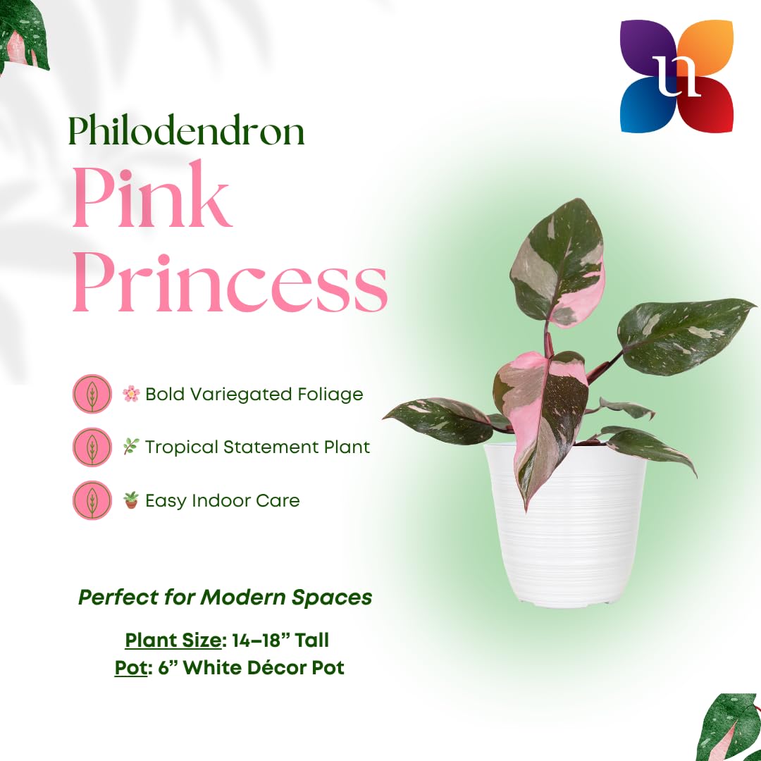Amazon.com : Pink Princess Philodendron Live Plant in 6-inch White  Decorative Pot Rare Variegated Plant 1418 inches Tall Indoor Houseplant  with Blush Pink Leaves for Office or Home Decor by United Nursery :