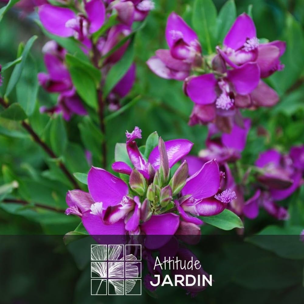 Attitude Jardin - Polygala myrtifolia - plante fleurie - 60-70 cm - ⌀ 19 cm - plante d'extérieur