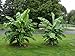 winterharte Banane Musa basjoo 30 cm Banane Faserbanane Bananenbaum Musa basjoo Bananenpflanze, mehrjährige winterharte Staude, Bananen-Früchte essbar