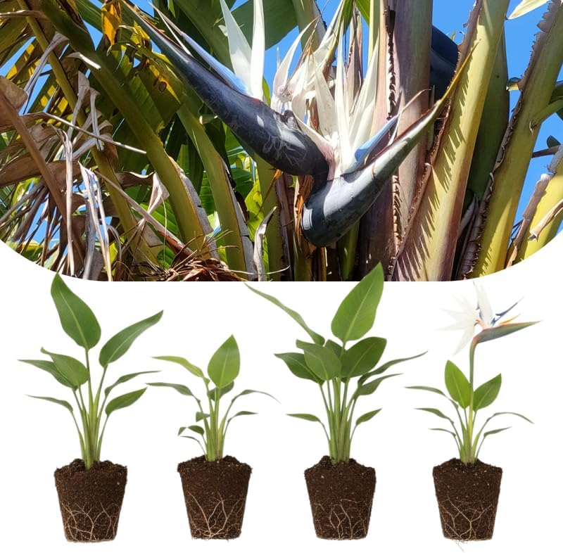 4 White Bird of Paradise Plants Live, Strelitzia Reginae, 4-7 Inch Tall, Tropical Flowering Plants for Indoor or Outdoor Growing