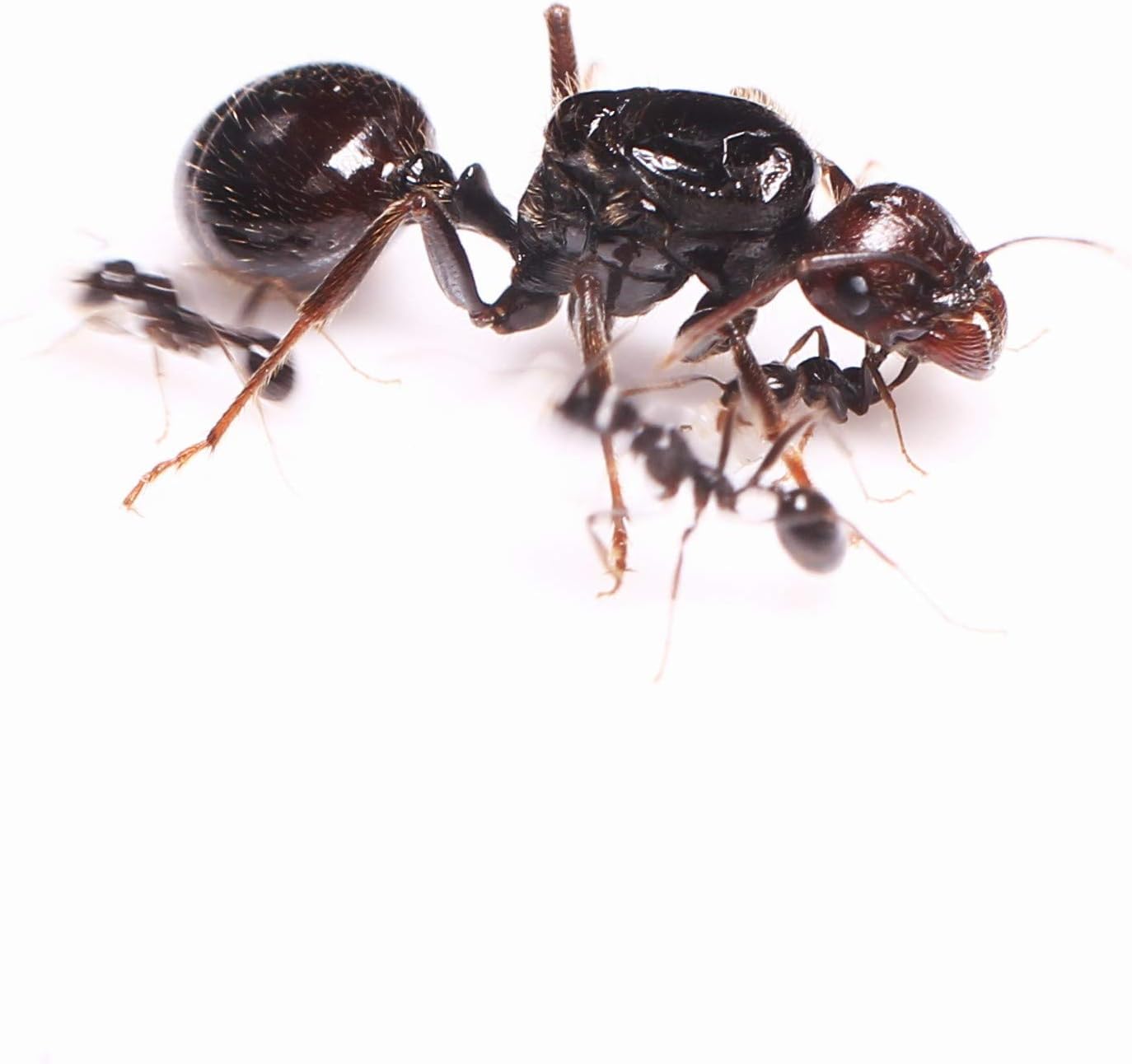 AntKit Messor barbarus Live Specimen Queen Ant Colony with Workers
