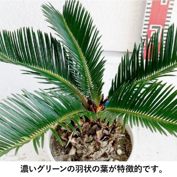 Amazon｜［生産者直送］ソテツ 樹高約30cm 鉢植え 人気 常緑低木