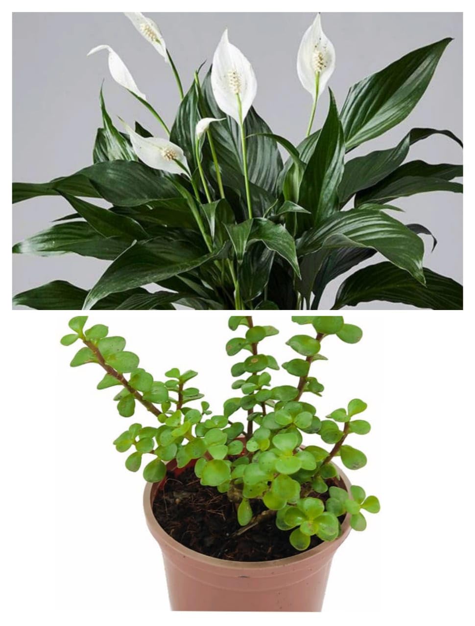 See full amazon price history chart for Greenursery Live Combo Indoor Plants For Living Room Balcony Home And Office Decoration Decor Live Plant with Beautiful Color Pots (Jade Plant And Peace Lily) Greenursery Live Combo Indoor Plants For Living Room Balcony Home And Office Decoration Decor Live Plant with Beautiful Color Pots (Jade Plant And Peace Lily) (B0CRGXZ68B) Amazon Price History, Amazon Price Tracker