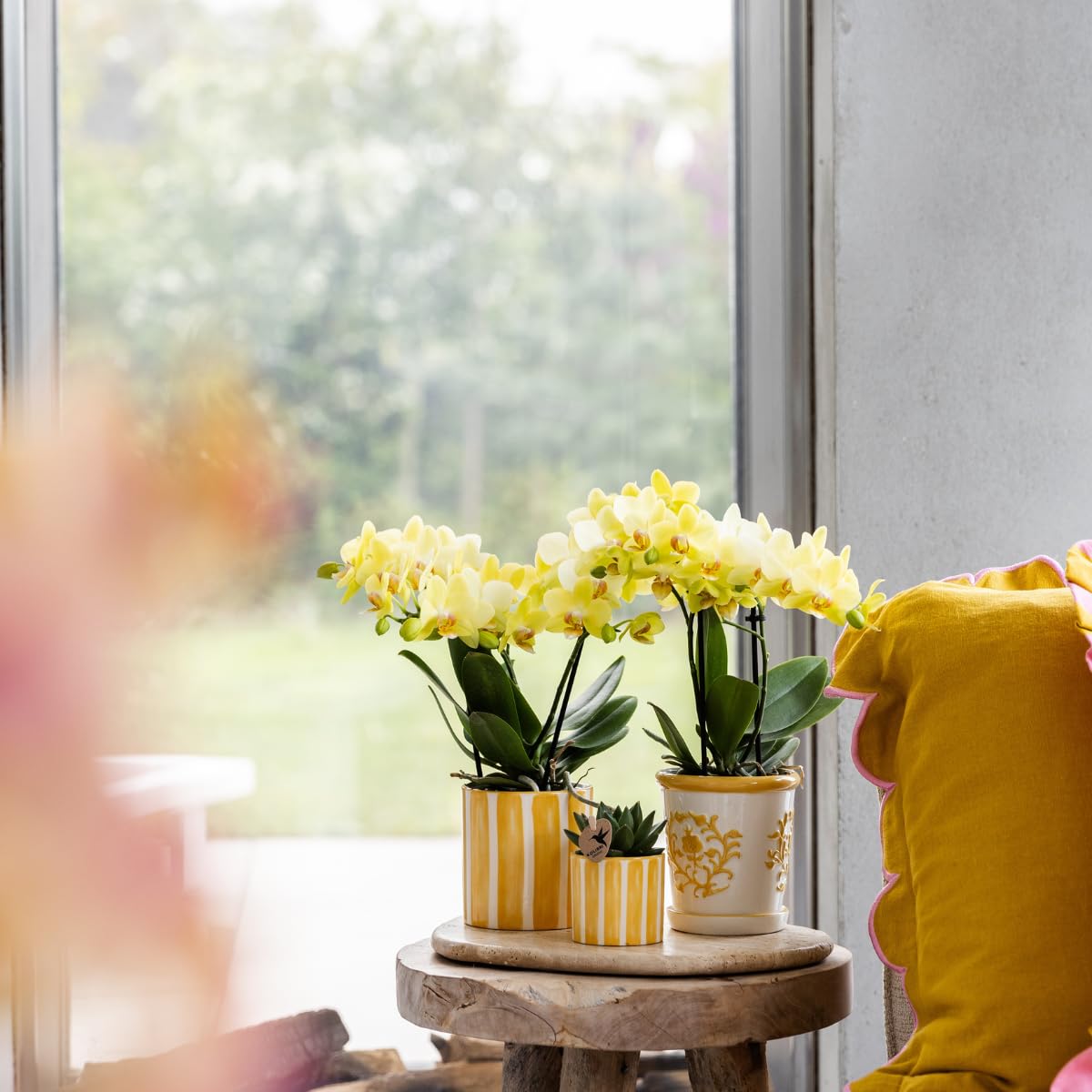 Ensemble d'orchidée mexicaine jaune et succulente dans un pot décoratif à rayures peintes – Taille du pot Ø 9 cm & Ø 6 cm – Plante d'intérieur – Fraîcheur de cultivateur
