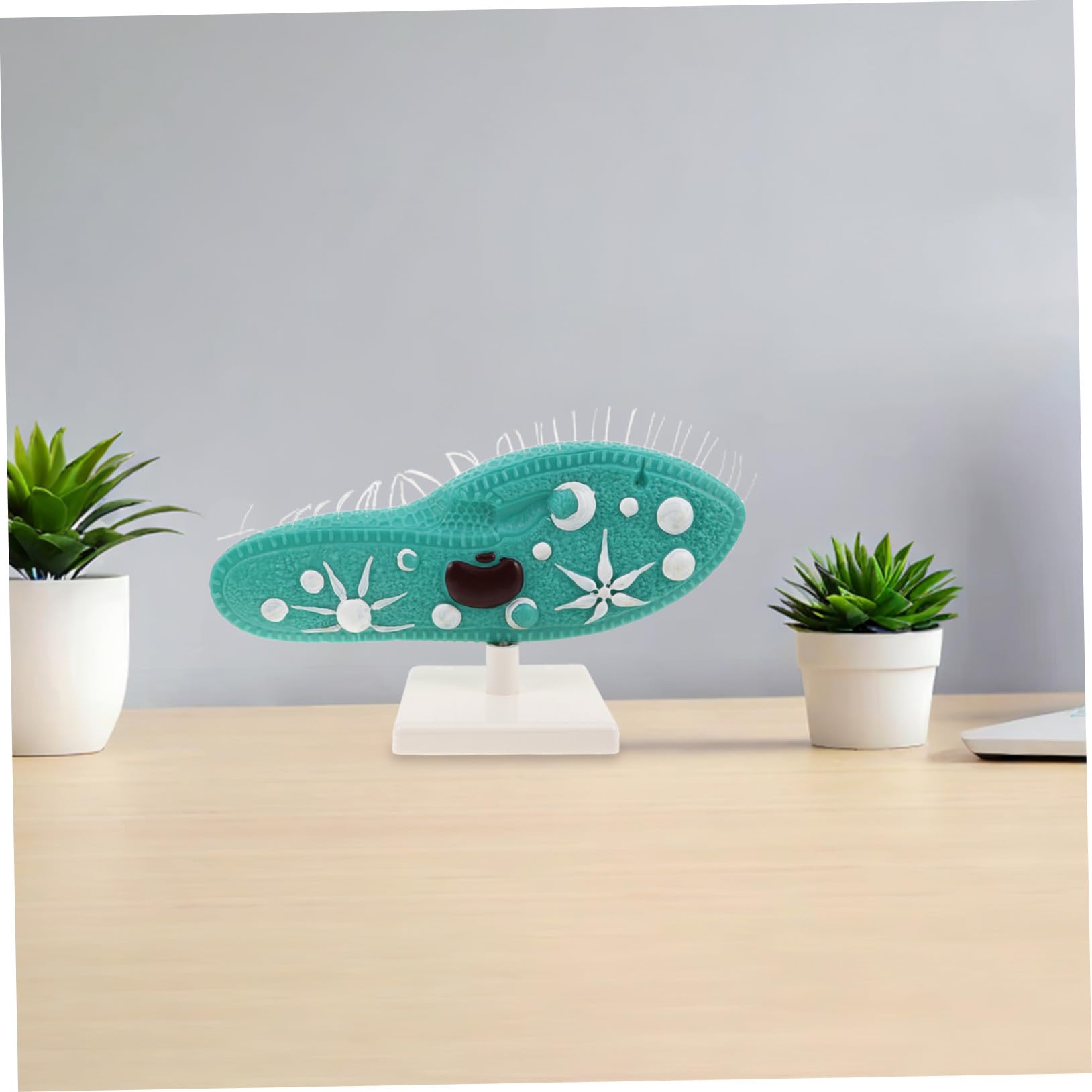 Paramecium Mikroskopisches Organismenmodell aus PVC mit Ständer und Detailliertem Ziliendesign für Biologieunterricht in Mittelstufe