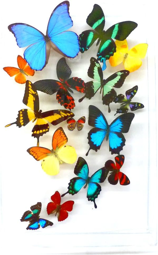 Amazing Real Framed Butterflies: 3d Flight of 15: Rainbow - (12" x 18" x 2.25")