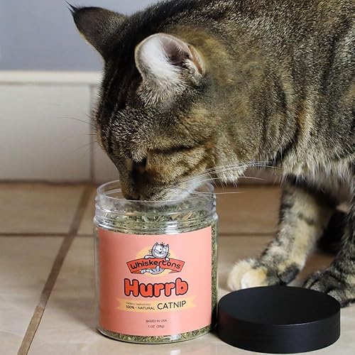 Miniatura 3 de Whiskertons Hurrb Hierba gatera para gatos y gatitos, 100% naturales y seguras golosinas de hierba gatera utilizada para juguetes y accesorios