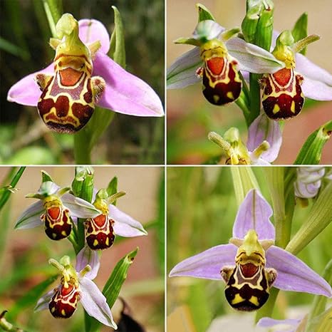 Amazon Co Jp 希少な花の蜂のオーキッドフラワーシード笑顔の面白い花の種子ラン Diy 工具 ガーデン