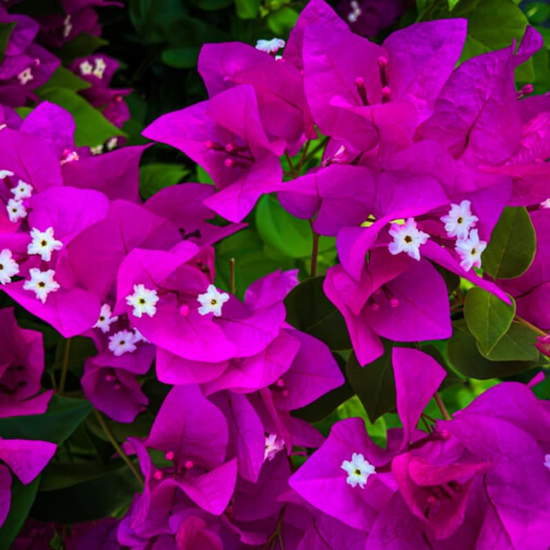 3 Bougainvillea Vine Plants Purple