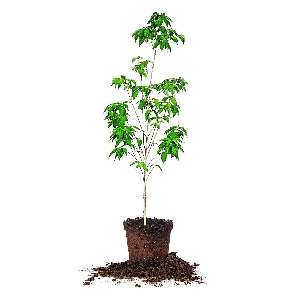 PERFECT PLANTS White Flowering Dogwood