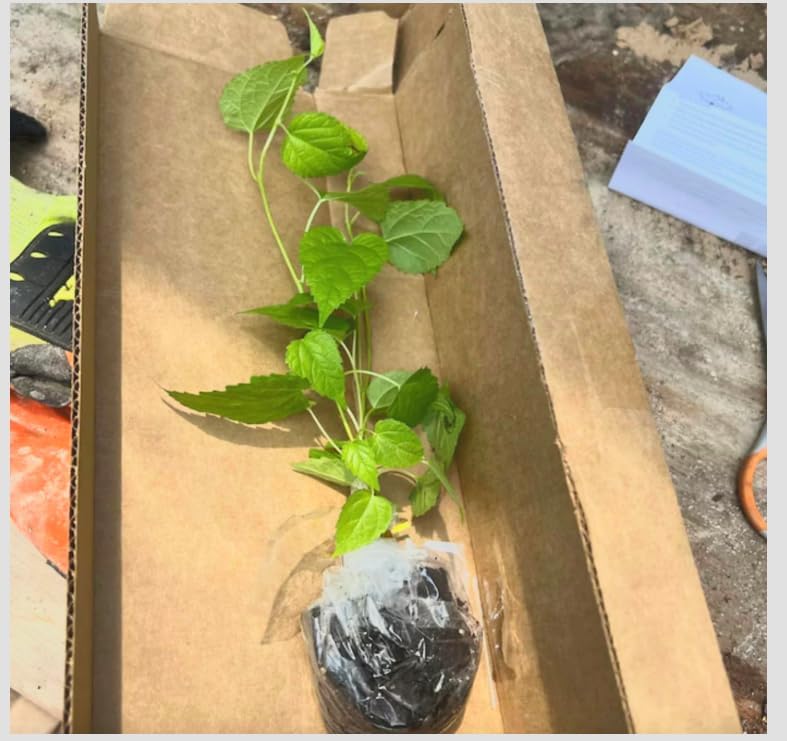 2 Pakistan Mulberry Fruit Trees - 6-8" Sweet Live Starter Plants Set