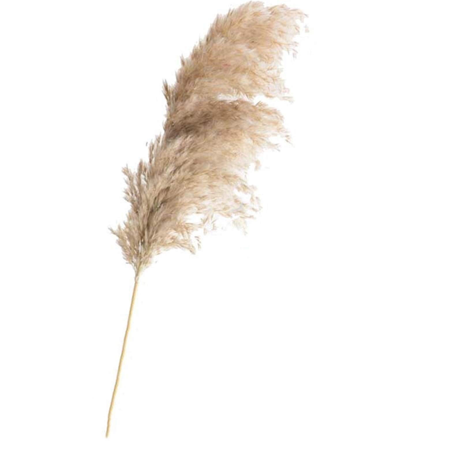 Bouquet de fleurs séchées en herbe de pampa naturelle, idée cadeau pour crémaillère