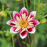 Votaniki Fashion Monger Dahlia - Lagre Blooms, Perennial Dahlia Collarette 'Fashion Monger' Bulbs | Summer Flowering Dahlia Bulbs - Easy to Grow (1 Pack)