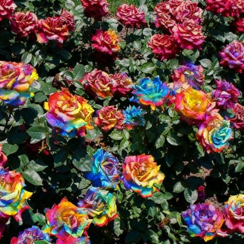 200+ Rare Rose Seeds for Planting, Mixed Color Perennial Shrub