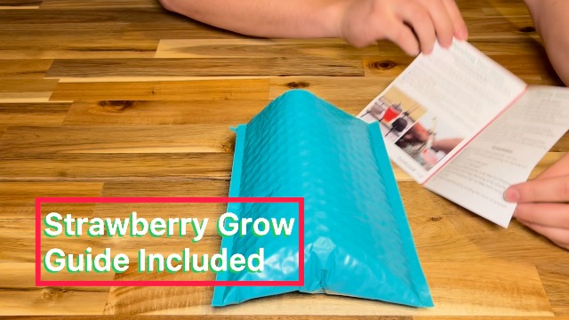 10 Evie Everbearing Strawberry Plants - Bare Root Plants from Hand Picked Nursery