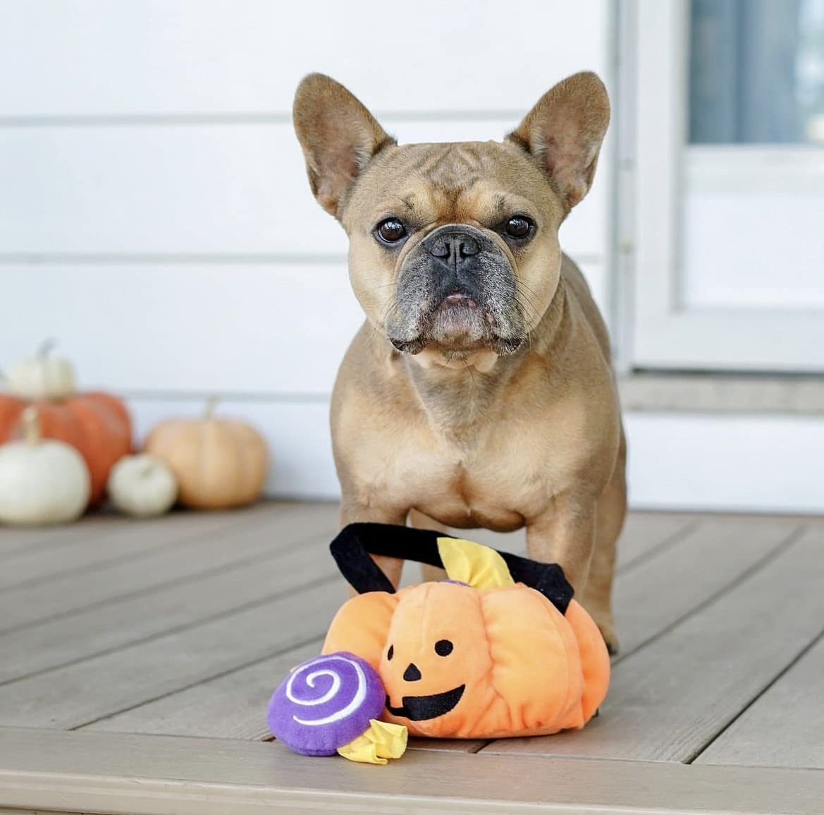 ZippyPaws - Halloween Burrow, Interactive Squeaky Hide and Seek Plush Dog Toy - Trick-or-Treat Basket, Trick or Treat Basket - Image 2