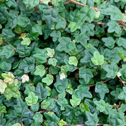 tBJXFNGMtHA 3|bg[ɋϗtA][v~][NGLtHA]