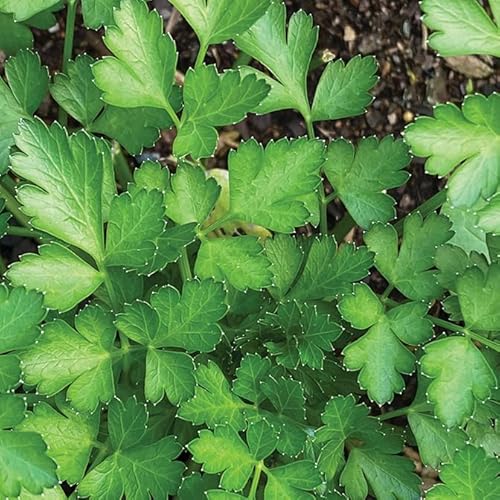 Coriander Plants - 3 x 10cm Pot Herb Plants. (Coriandrum