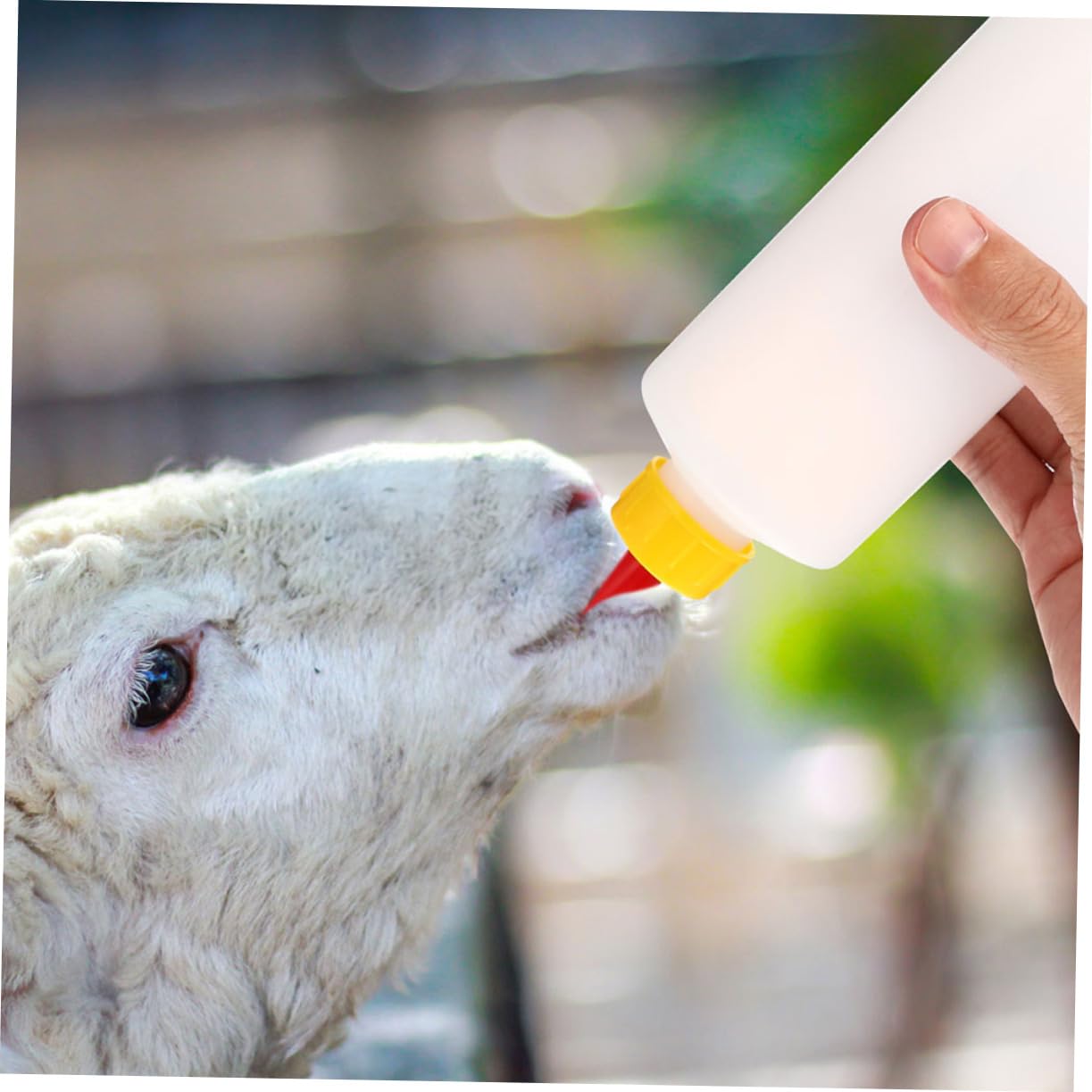 Produktbild von Milisten Kälber-Tränkeflasche Mit Metallstange – Hygienischer Fütterungseimer Für Kolostrum, Einfache Reinigung