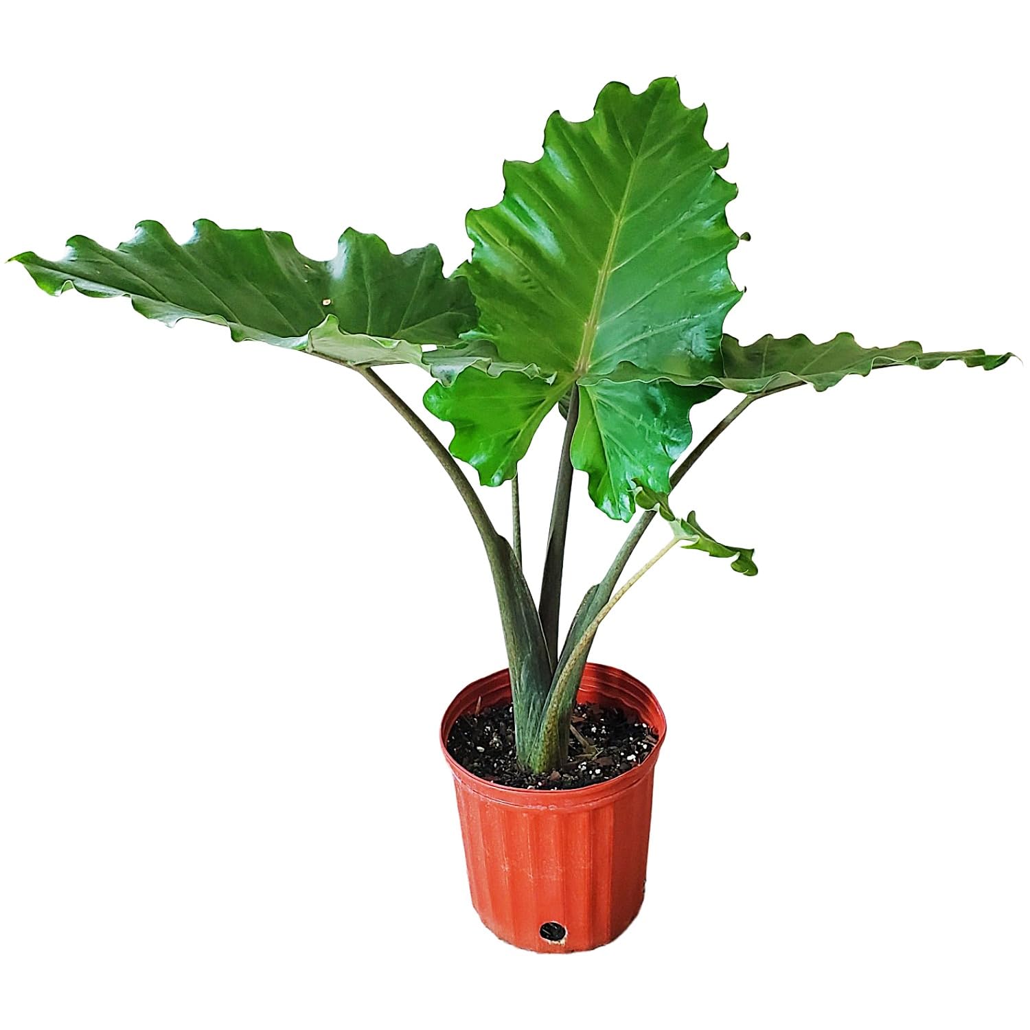 Alocasia Portora Elephant Ear Live Plant