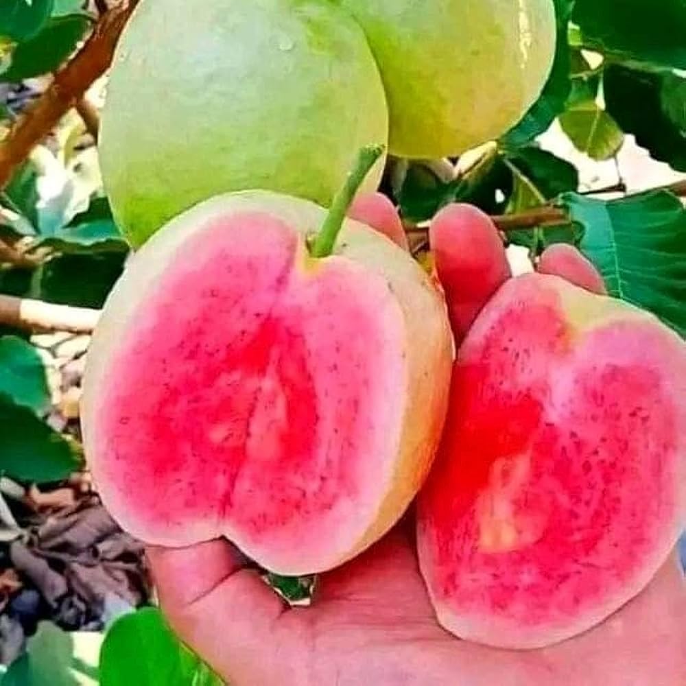 Seedless Red Guava Red Amrud Plant Apple Guava Seedless by Liveleaf (B0CLJ25RPS) Amazon Price History, Amazon Price Tracker