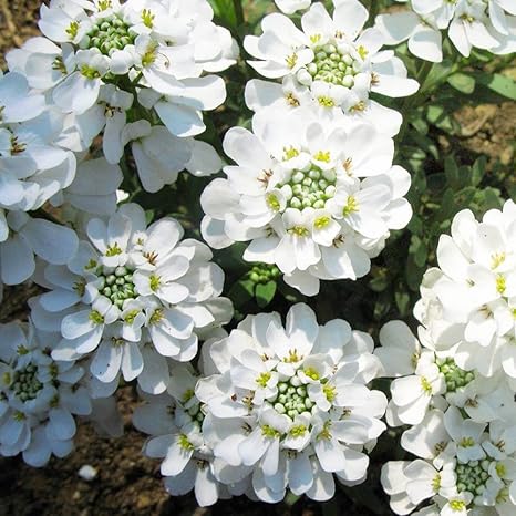 Amazon Co Jp 宿根イベリス ブライダルブーケ 4号ポット 品種で選べる花苗 多年草 1個売り 学名 Iberis Sempervirens アブラナ科イベリス属 耐寒性常緑亜低木 砂砂糖菓子のような可愛らしい純白の小さな花が集まり 大きな花のかたまりになって まるで花嫁の