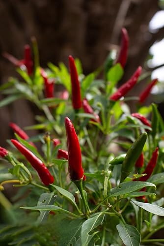 Miniatura 2 de Tabasco - Semillas de pimiento picante, más de 1000 semillas, semillas de vegetales para plantar