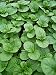 Orange Mint - Grow Indoors or Out - 4" Pot