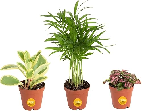 Costa Farms Mini plantas de interior vivas de 2 pulgadas, maceta de vivero fácil de cultivar (paquete de 3) 4 pulgadas de alto, elección del