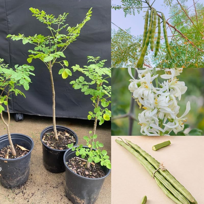 Image of Moringa Live Plant (Drumstick /Sahjan) with Pot | Fast Growing Medicinal Outdoor Plant Rich in Nutrients for Home Garden