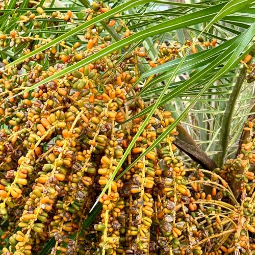 semi di palma da datteri, rari balcone decorazione giardino resistente 50pcs