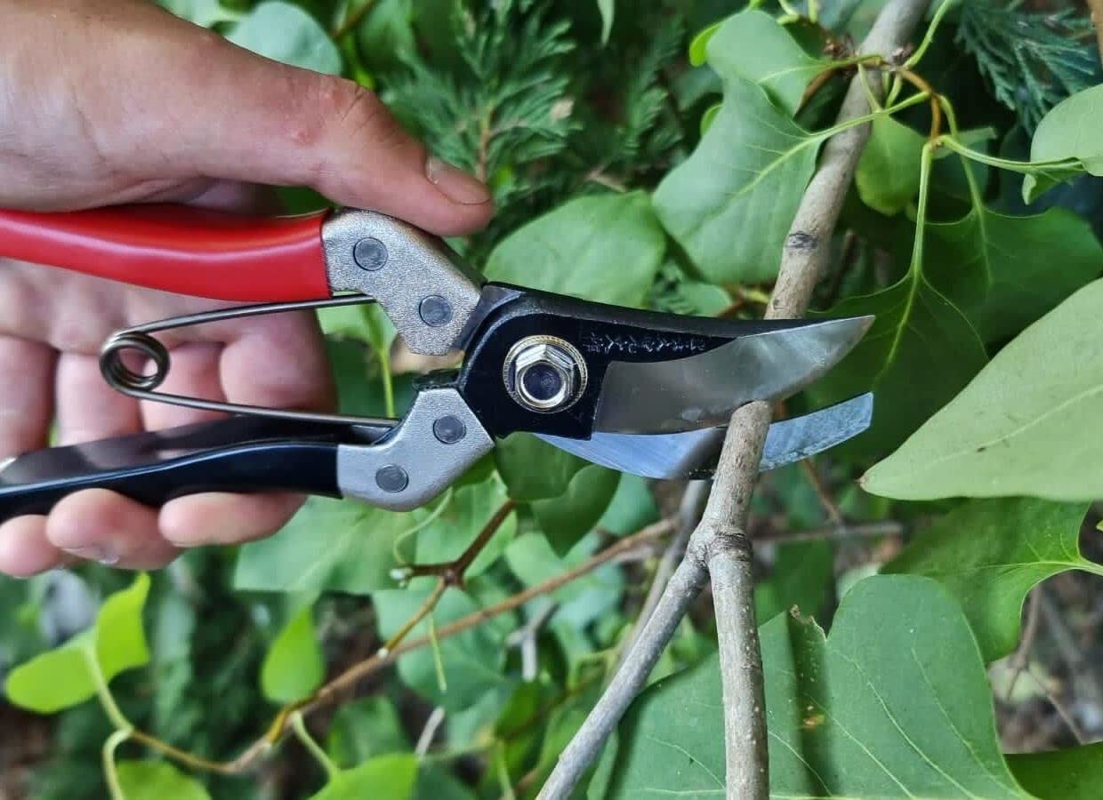 Kimura Garden Scissor Trimmer 8 pollici, [Fatto In Giappone], lama affilata in acciaio giapponese Yasugi, manici rivestiti in vinile antiscivolo, cesoie leggere, ergonomiche, bypass
