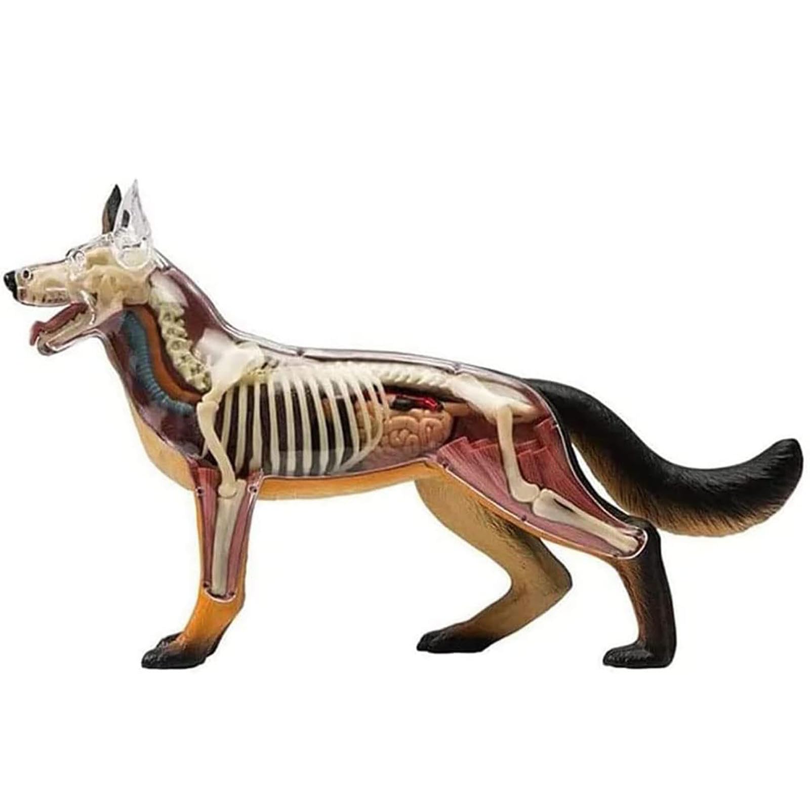 Modelo anatómico de anatomía canina 4D, esqueleto canino de perro desmontable de 29 piezas, espécimen de esqueleto animal, para demostración de enseñanza animal, capacitación veterinaria en clínicas d