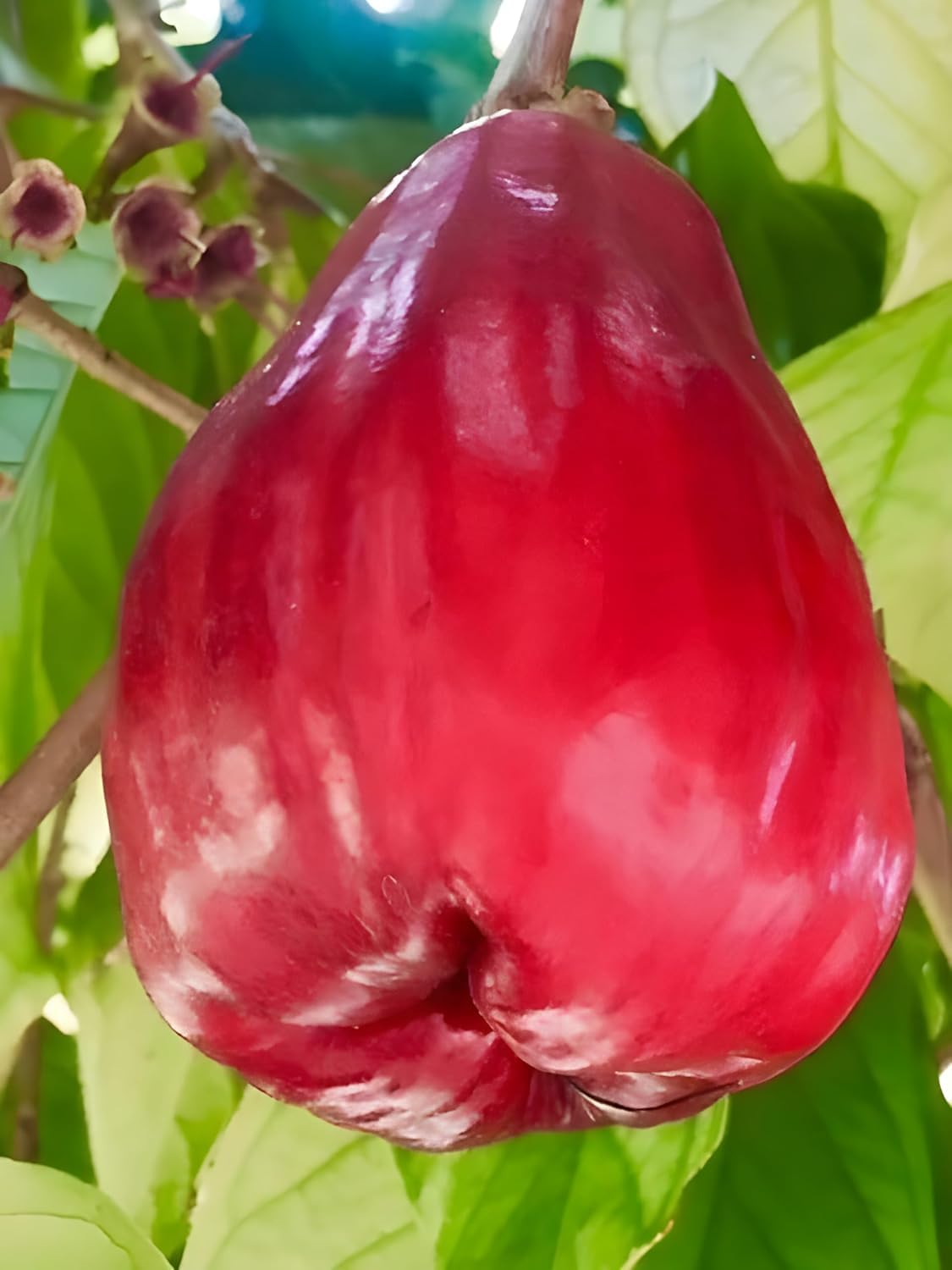 Royal RARE EXOTIC RED WATER APPLE Grafted Live Plant – [Hybrid Syzygium Samarangense] | Crimson Rose Water Apple, Crisp & Ultra-Juicy Tropical Fruit | Elite Specimen for Terrace Pots (Pack of 1)-picture-16