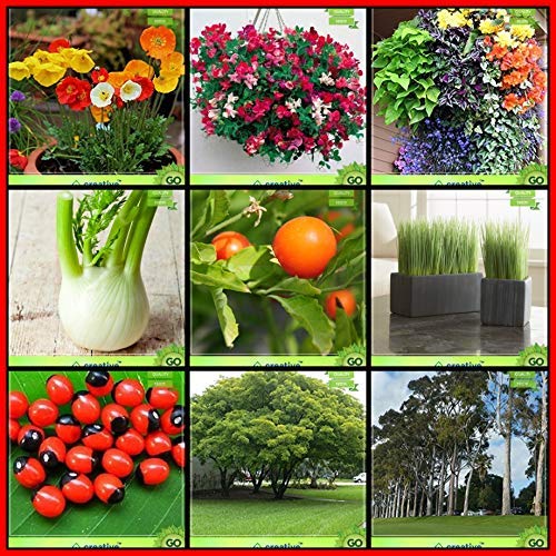 OhhSome Plant Seeds Combo Flower Seeds and Tree Seeds : Crab'S Eye, Albizia Lebbeck, Eucalyptus Citriodora, Lemon Grass, Ashwagandha, Fennel Folrance, Iceland Poppy, Sweet Pea, Sweet Willium - Eco