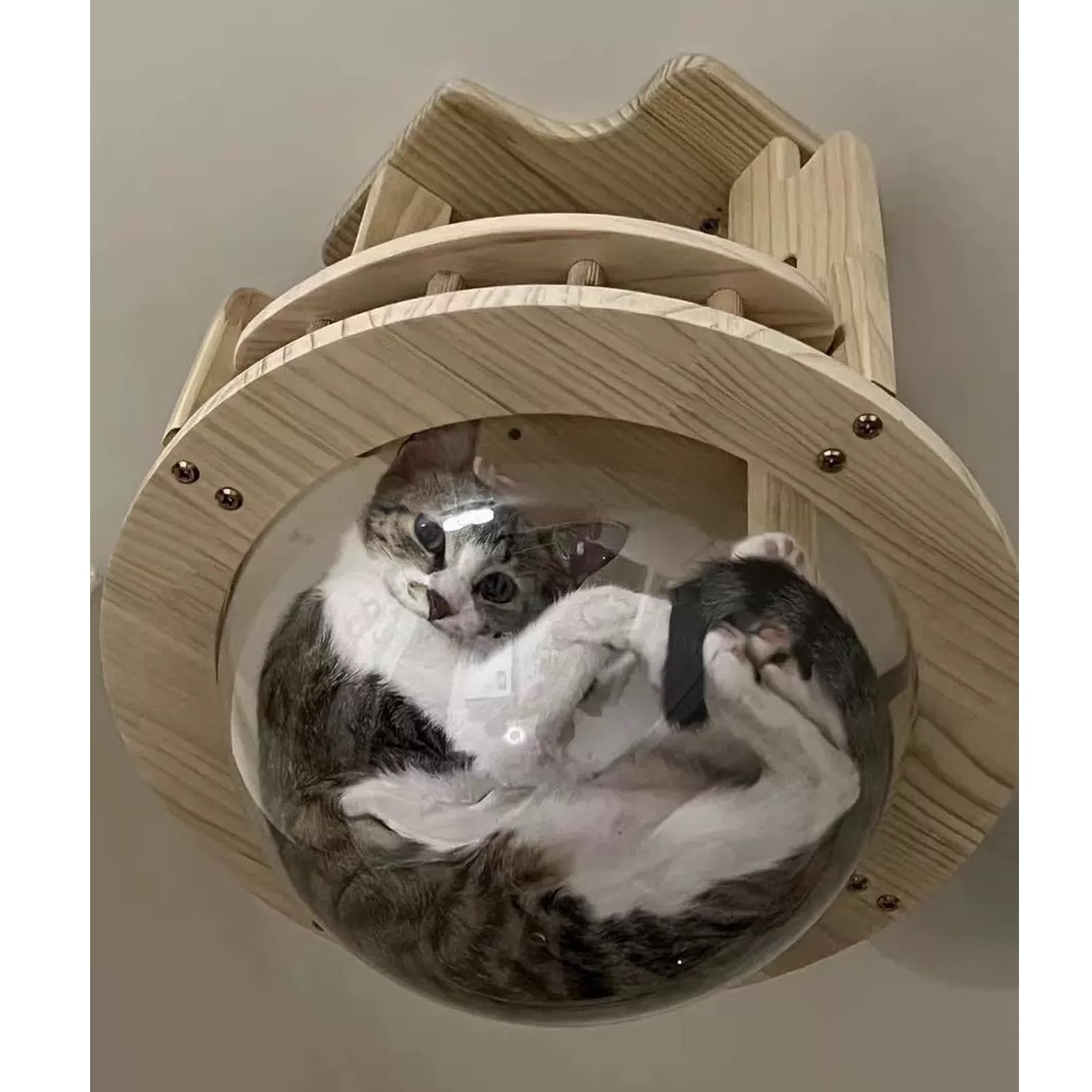 Katzen Kletterwand, Katzenmöbel Wand, Katzen Wand Klettern, Wandregale für Katzen An Der Decke, mit 1 Katzenbett und 1 Plankenweg
