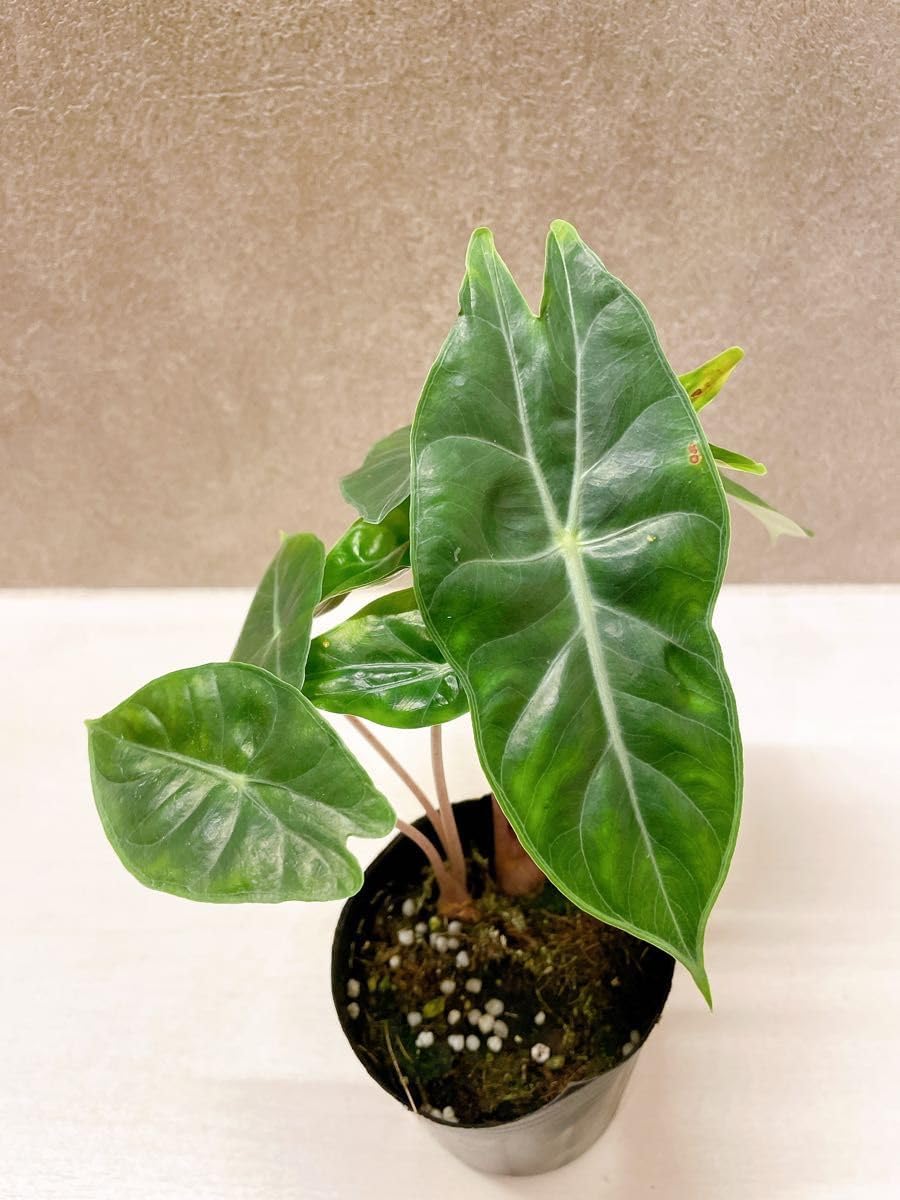 レンズ(ズーム) FUJIFILM XF 18-55mm F2.8-4 R LM OIS FUJIFILM XF 18-55mm F2.8-4 R LM OIS FUJINON LENS XF18-55mmF2.8-4 R