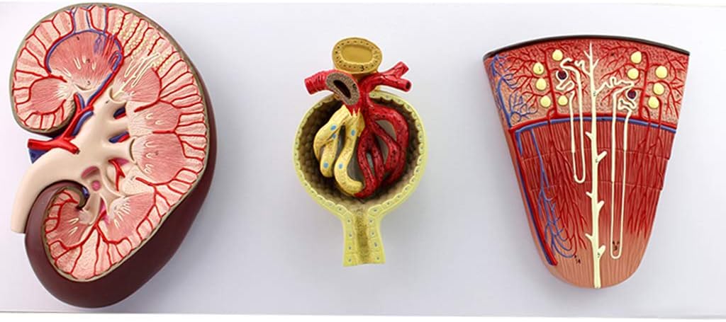 K99 Riñón y nefron, Modelo de ampliación glomerular - Modelo anatómico renal Humano - Ayuda de enseñanza de capacitación médica