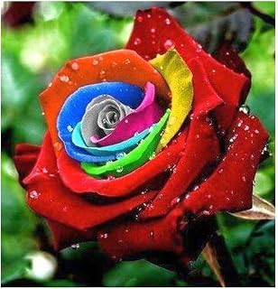 Exotic Plants Rosa Colores del Arco Iris - 10 Semillas